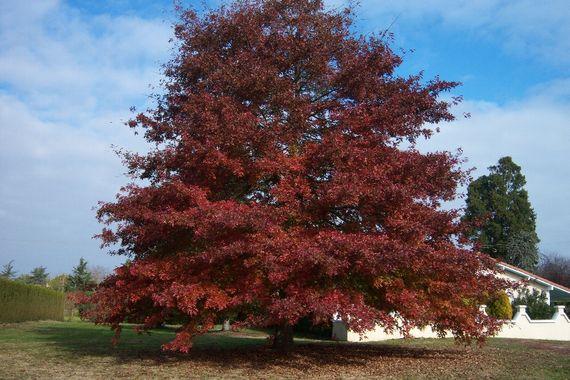 Chene rouge