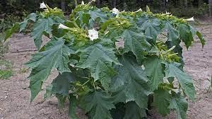 Datura