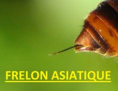 Frelon asiatique