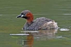 Grebe