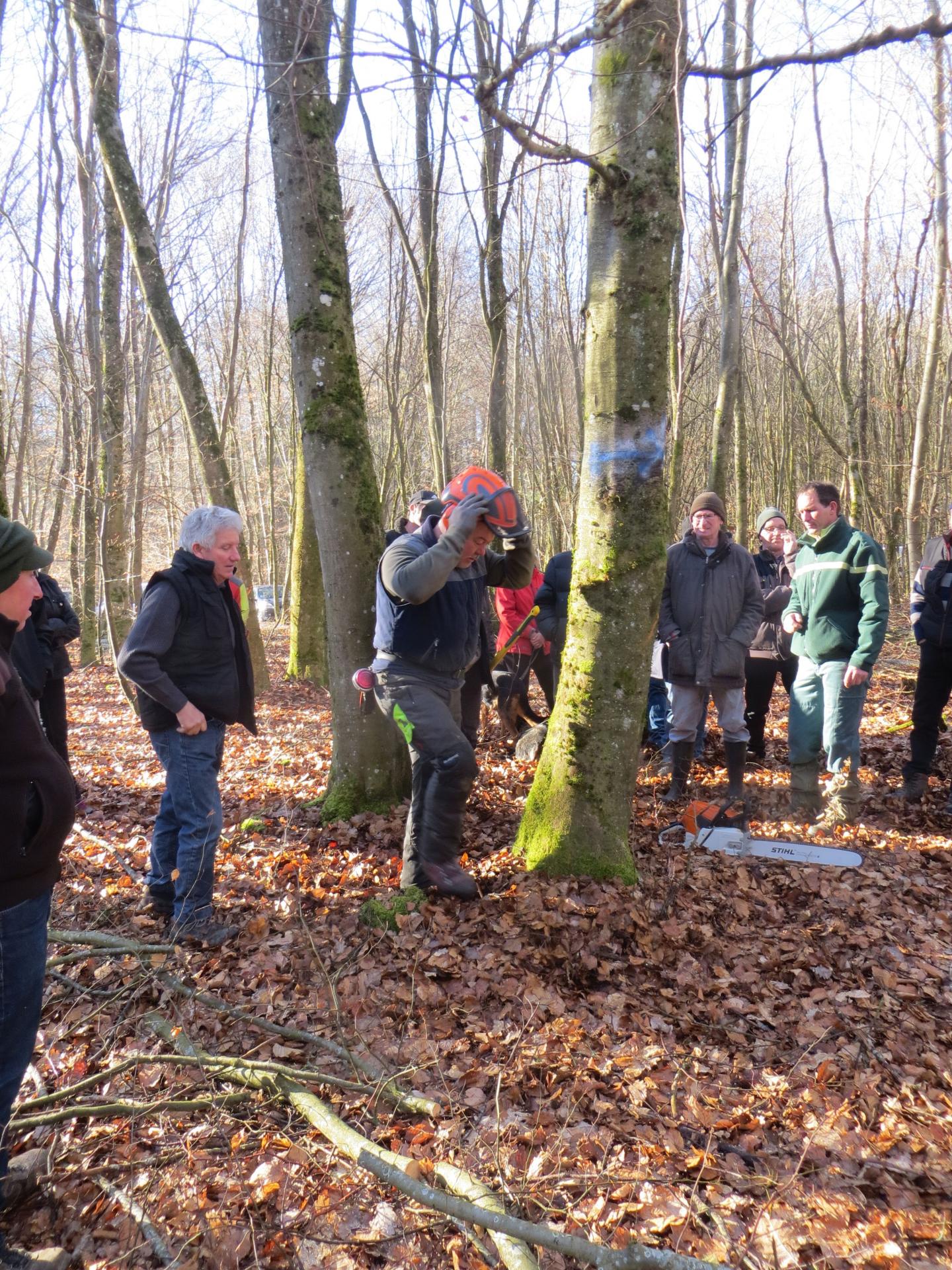 Sortie en forêt