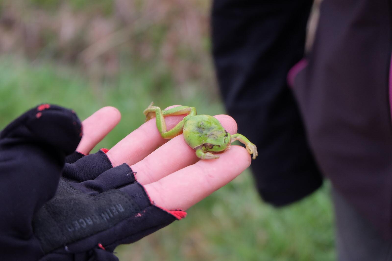 La meteo du moment trop froide est peu propice a la sortie des amphibiens ce cadavre de rainette temoigne cependant que l etang restaure et renature est bien habite photo l alsace